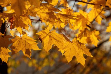 Ağaçta parlak sarı akçaağaç yaprakları var. Altın sonbahar. Sarı arkaplan