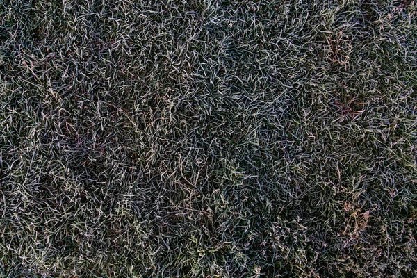 草の上の霜 落ちた葉 秋の食感 最初の霜 — ストック写真