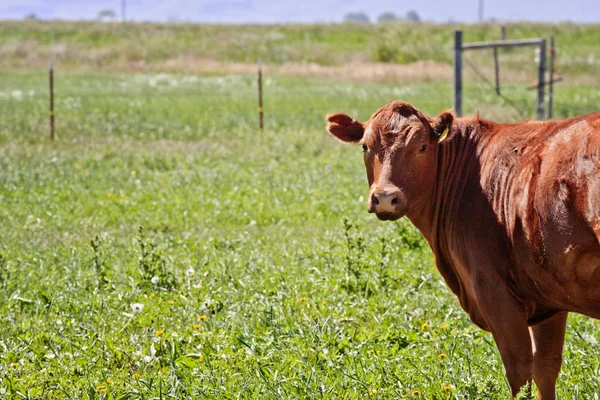 Röd angus ko Stockfoto