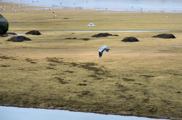 Grijze heron vliegen laag langs de rivier — Stockfoto
