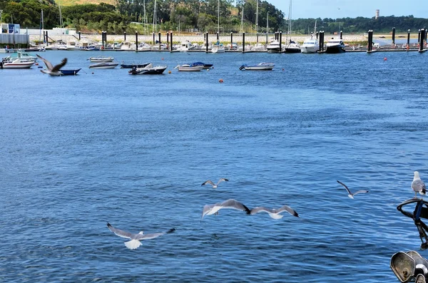 Nehir douro Marina — Stok fotoğraf