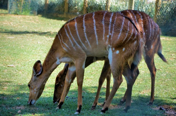 Gazella — Stock Fotó