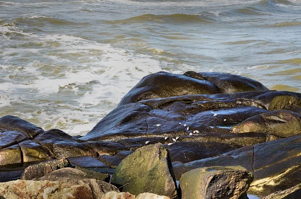 Seabirds feeding on the rocks — Stock Photo, Image