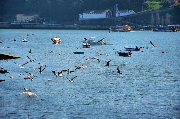 Meeuwen vliegen over de rivier — Stockfoto