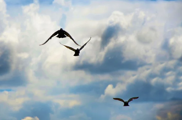 비행하는 비둘기 — 스톡 사진