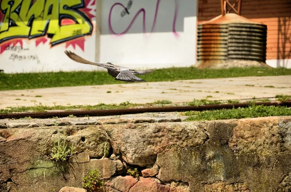 Paloma volando —  Fotos de Stock