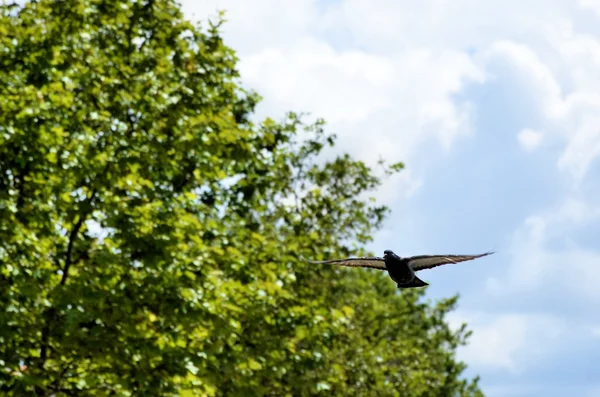 비행 하는 비둘기 — 스톡 사진