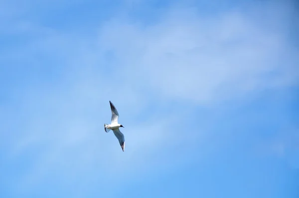 Чайка летить — стокове фото