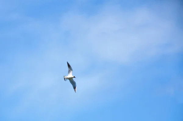 Gaivota voando — Fotografia de Stock