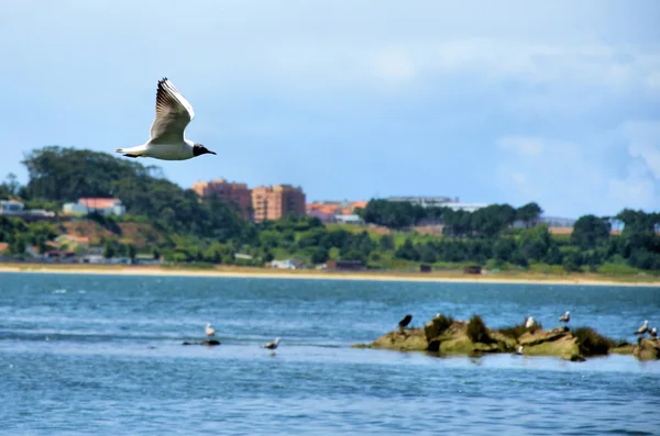 Gaivota — Fotografia de Stock