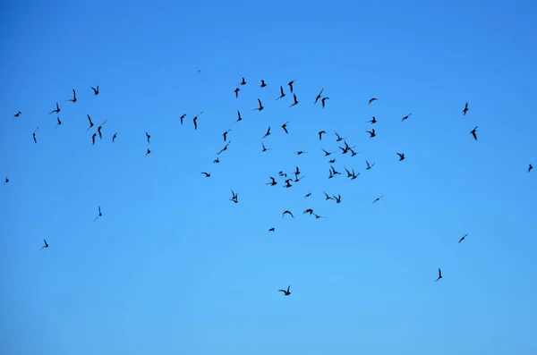 Troupeau Oiseaux Sauvages Volant — Photo