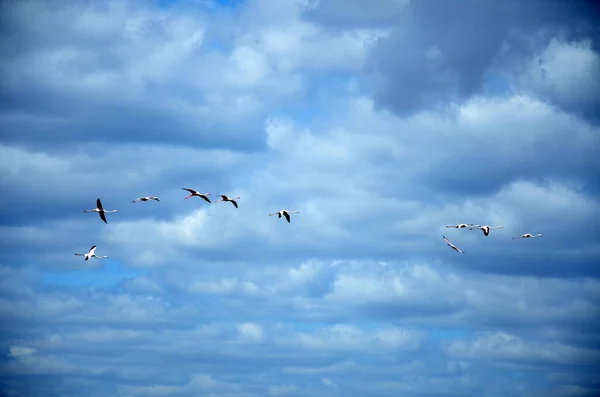 Flamencos Volando Cielo Con Nubes — Foto de Stock