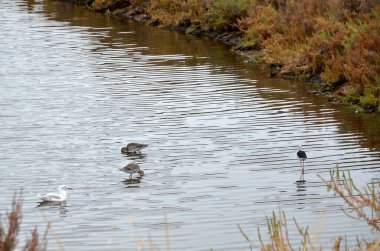 Tuzlu bataklıkta beslenen egzotik kuşlar.
