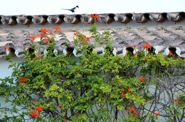 Pájaro Techo Planta Con Flores —  Fotos de Stock