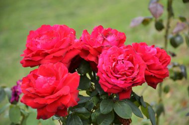 Kırmızı güllü gül çalısı