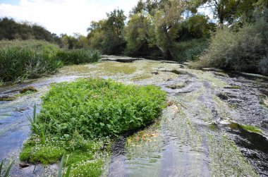 Ağaçlarla çevrili çiçek ve su bitkileriyle dolu bir nehir.