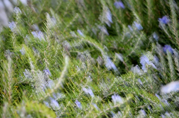 Bush Sacudido Por Viento —  Fotos de Stock