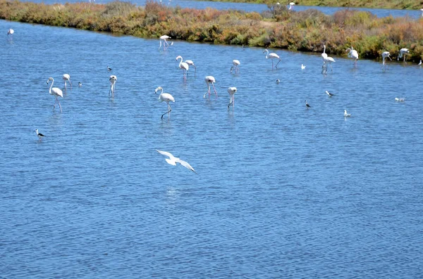 Flamingo Meeuwen Andere Vogels Zoutvlakten — Stockfoto