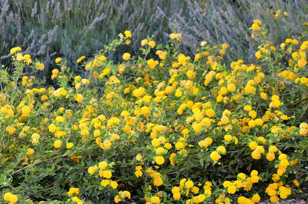 Kwietnik Żółtych Dzikich Kwiatów — Zdjęcie stockowe