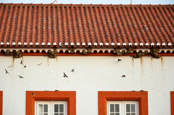 Swallows Returning Nests End Day — Stockfoto