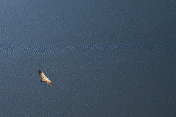 Gänsegeier über dem Wasser — Stockfoto