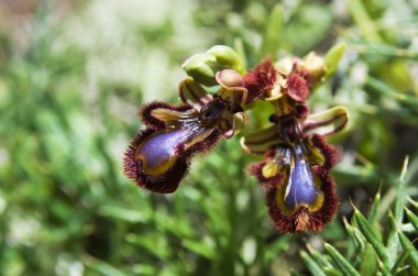 ayna orkide - ophrys vernixia