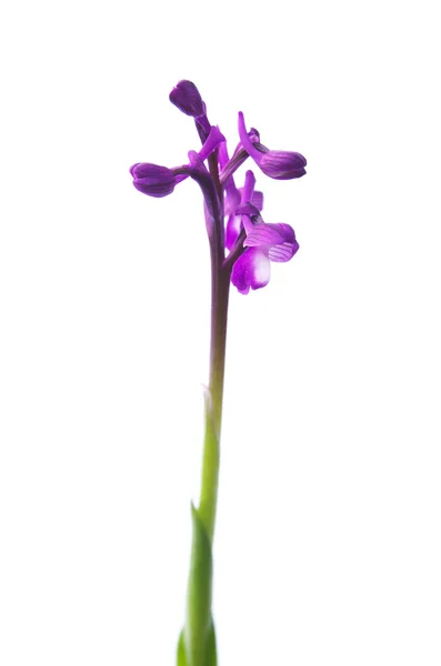 Zelená okřídlený orchidej - orchis morio — Stock fotografie