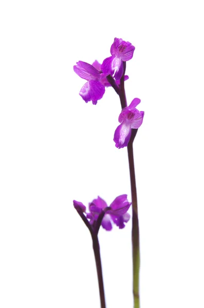 Zelená okřídlený orchidej - orchis morio — Stock fotografie