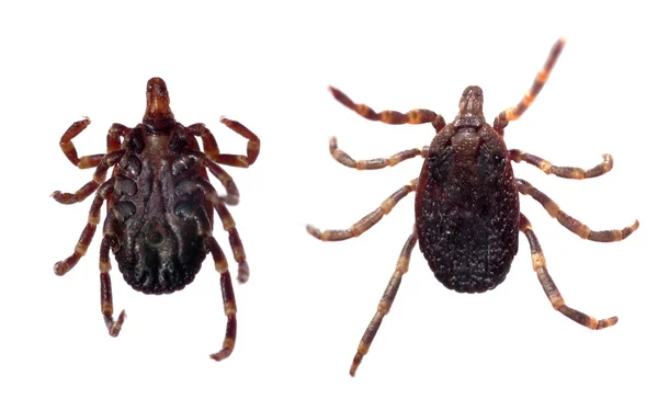 Tick ventral y dorsal — Foto de Stock