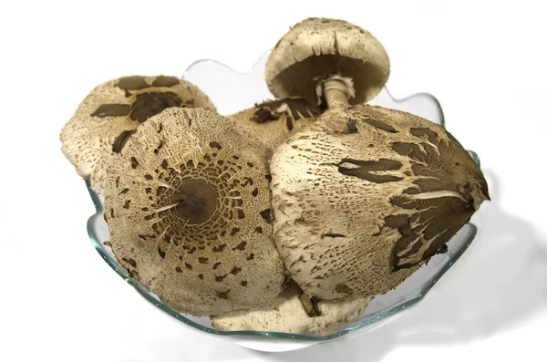 碗的阳伞蘑菇 — 图库照片
