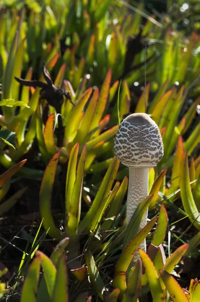 Giovane fungo ombrellone — Foto Stock