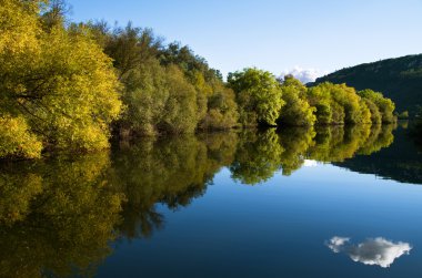 Riverbank tree line and river reflection clipart
