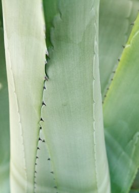 Amerikan aloe arka plan
