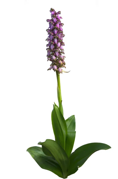 Orquídea selvagem - Barlia robertiana — Fotografia de Stock