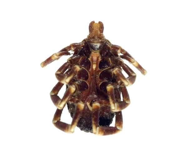 Död tick ventral vy — Stockfoto