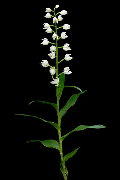 野生蘭剣広葉樹 helleborine — ストック写真