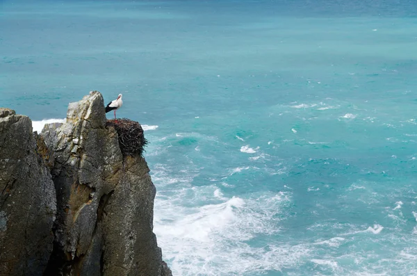 Bocian na gniazdo nad oceanem klif — Zdjęcie stockowe