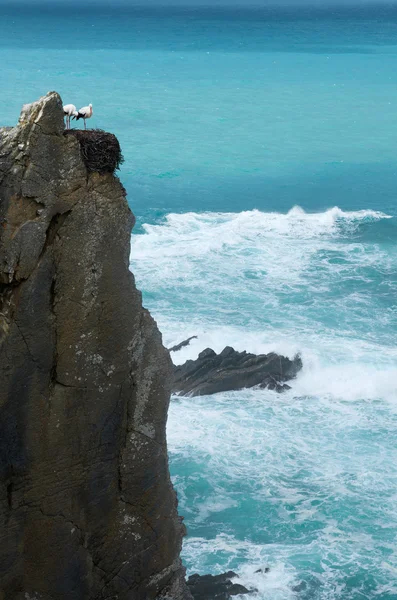Ooievaar paar op nest over Oceaan klif — Stockfoto