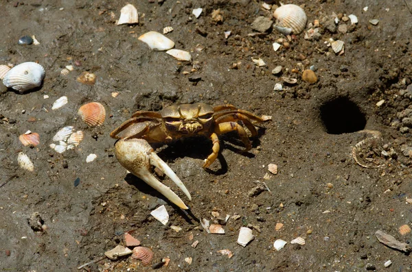 Fiddler Crab ao lado de seu buraco de esconderijo — Fotografia de Stock