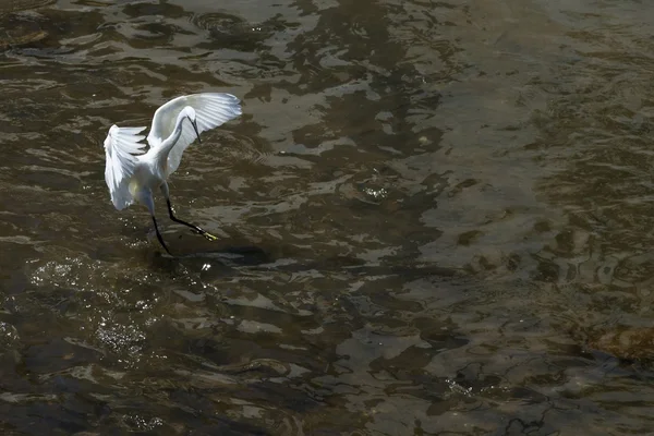 Snowy egret jakt dans — Stockfoto