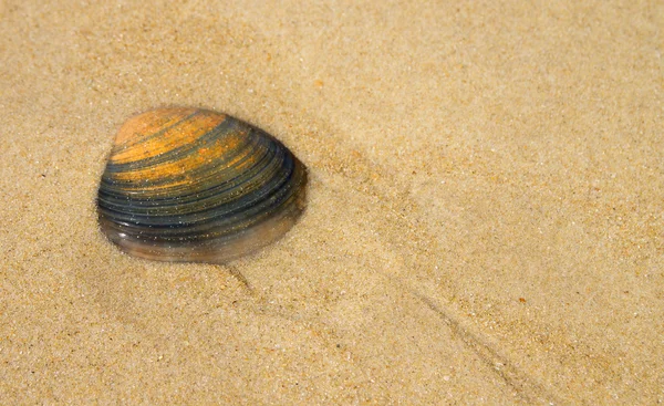 Морская раковина в песке — стоковое фото