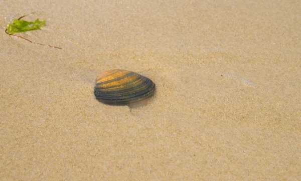 Sea shell i sand — Stockfoto