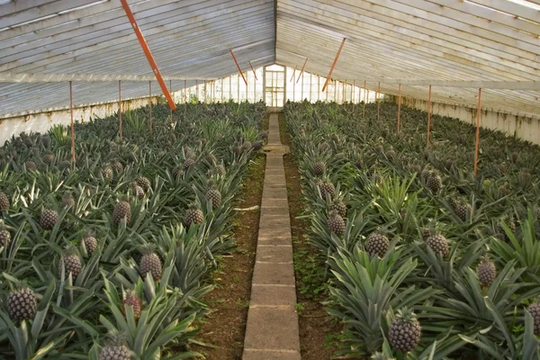 Serie serra ananas - Frutta completamente coltivata — Foto Stock