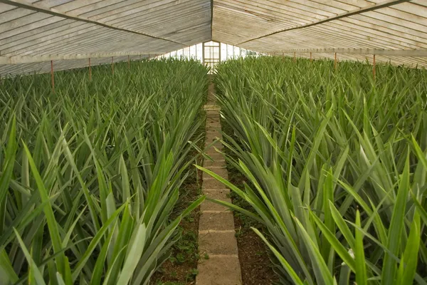 Ananas skleníkové řada - pěstované rostliny bez ovoce — Stock fotografie