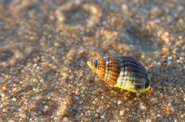 Deniz salyangoz kabuğu