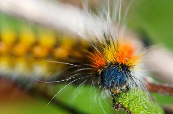 Caterpillar håriga och färgglada - psilogaster loti Royaltyfria Stockbilder