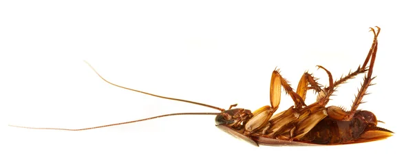 Perfil de cucaracha aislado — Foto de Stock