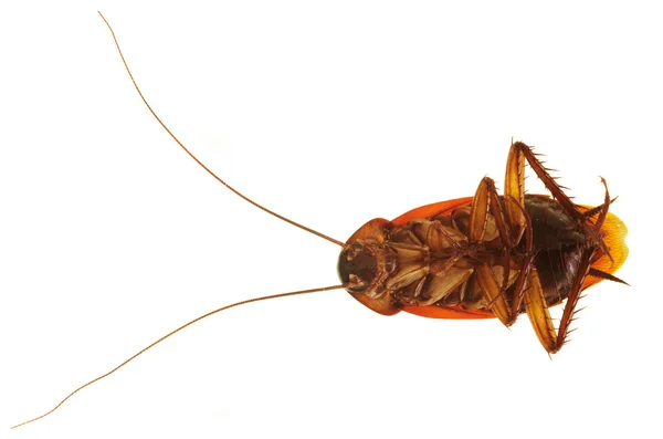 Kakkerlak ventrale weergave — Stockfoto