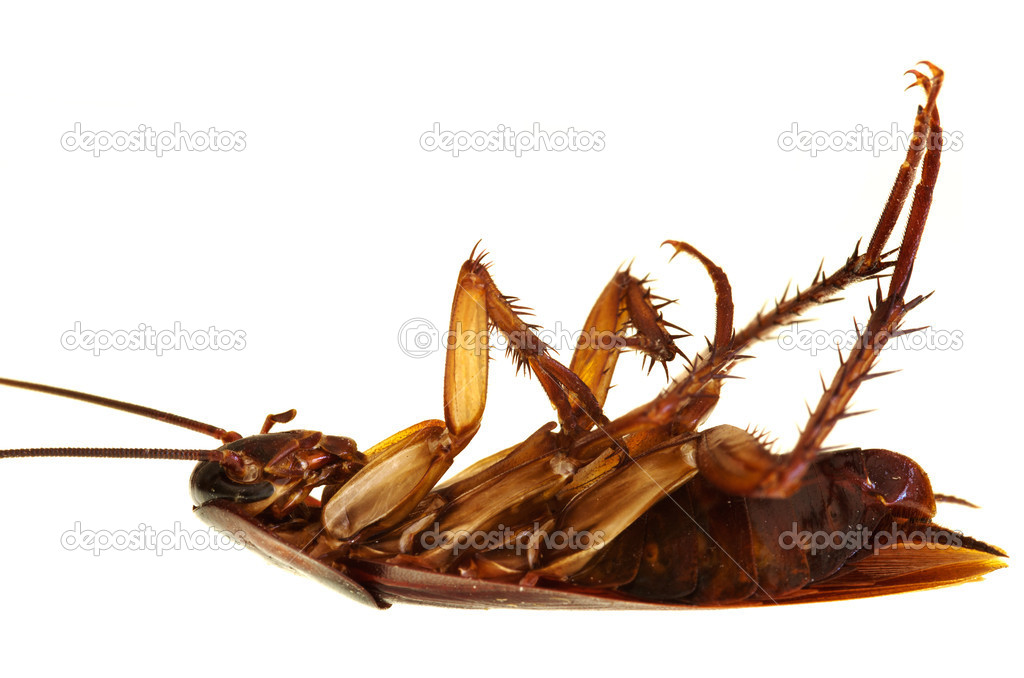Cockroach body profile