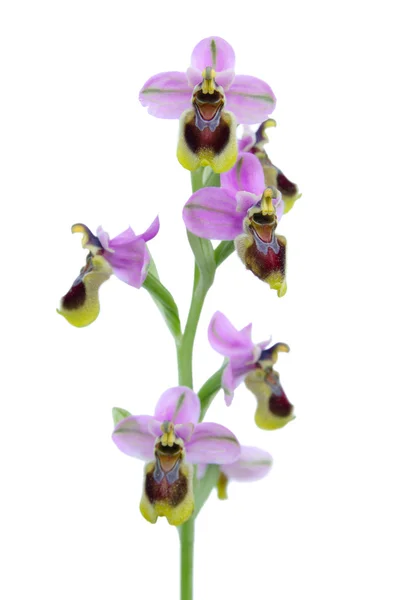 Orchidea della sega - Ophrys tenthredinifera — Foto Stock